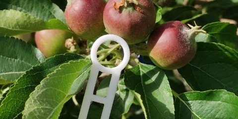 FruitMeasureApp