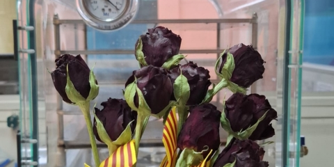 roses campus igualada (4)